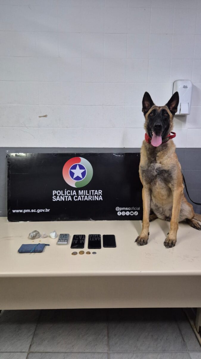 Cão farejador localiza drogas escondidas em bolsa e mulheres são presas por tráfico em Siderópolis – Siderópolis Notícias