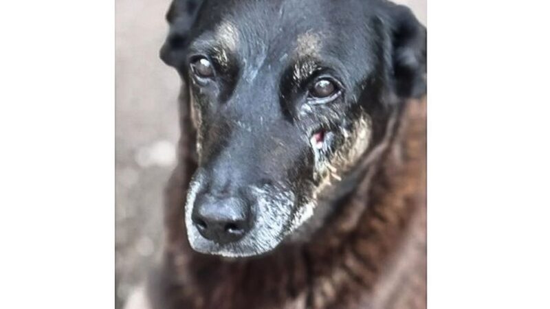 Hospital veterinário municipal passa a funcionar 24 horas em São Paulo