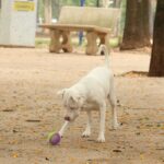 estatuto-dos-caes-e-gatos-preve-penas-para-quem-maltratar-animais