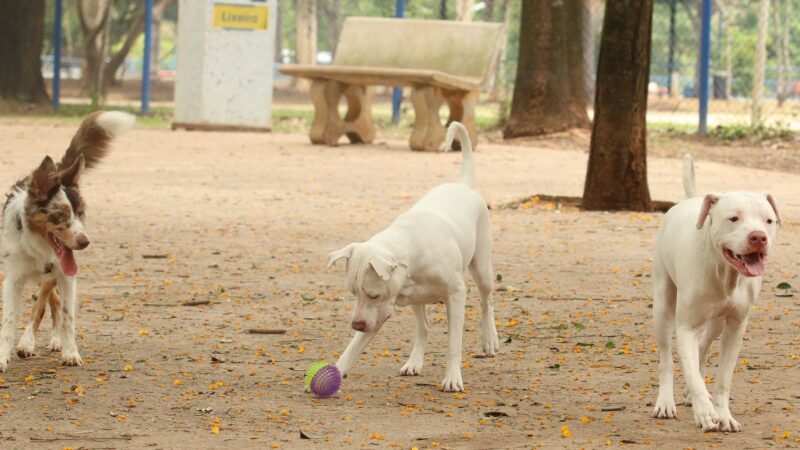 Estatuto dos Cães e Gatos prevê penas para quem maltratar animais