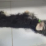 ‘ela-e-a-proxima’:-homem-e-preso-apos-matar-cachorro-e-ameacar-mulher-–-folha-de-dourados-–-noticias-de-dourados-ms-e-regiao