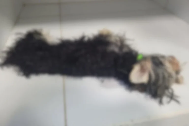 ‘ela-e-a-proxima’:-homem-e-preso-apos-matar-cachorro-e-ameacar-mulher-–-folha-de-dourados-–-noticias-de-dourados-ms-e-regiao