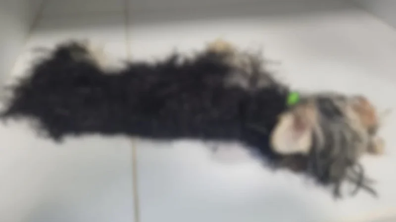 ‘Ela é a próxima’: homem é preso após matar cachorro e ameaçar mulher – Portal Carbonífera