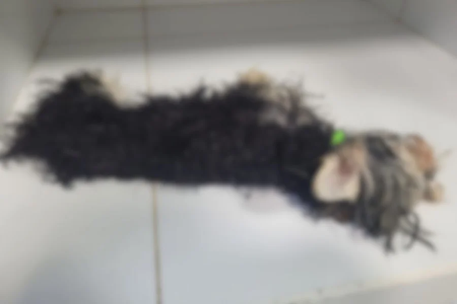 ‘Ela é a próxima’: homem é preso após matar cachorro e ameaçar mulher – Portal Carbonífera