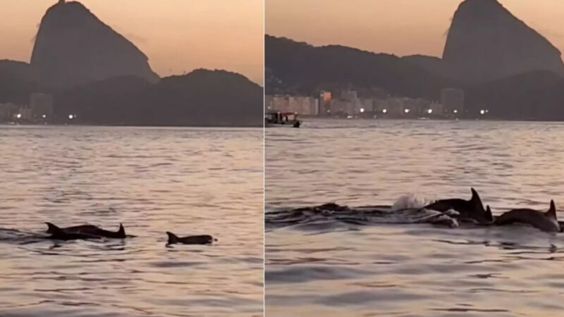 Golfinhos encantam banhistas no Rio e indicam boas condições de praia