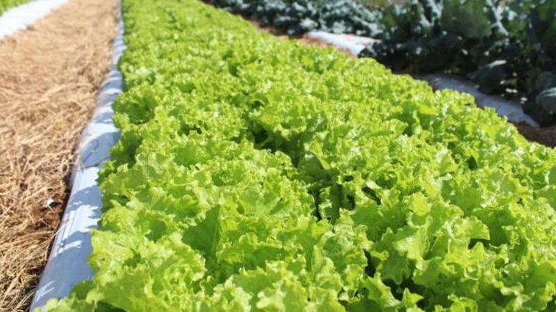 Embrapa inaugura Unidade Mista de Pesquisa e Inovação em Mato Grosso