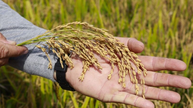 Colheita avança em SC sob pressão da crise do arroz