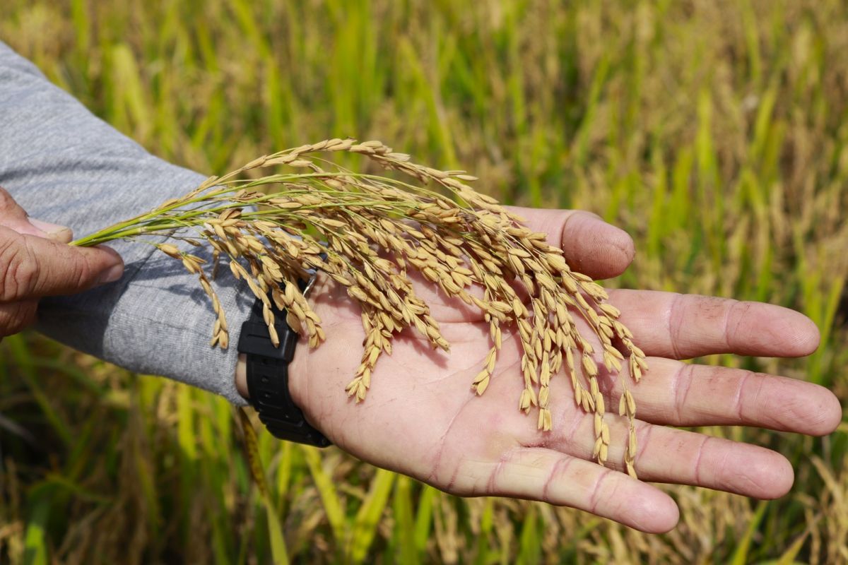 Colheita avança em SC sob pressão da crise do arroz