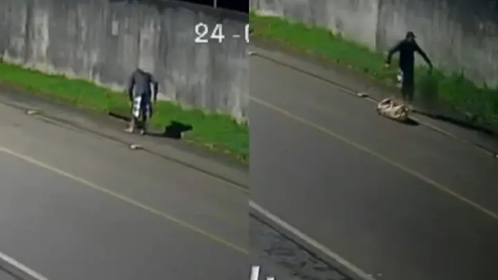 Polícia identifica suspeito de matar tamanduá a pauladas em Turvo