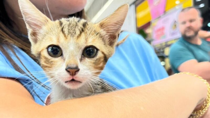 À espera de um lar: ONG Quero Adotar promove feira de adoção de gatos neste sábado em Criciúma