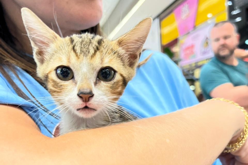 À espera de um lar: ONG Quero Adotar promove feira de adoção de gatos neste sábado em Criciúma