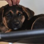 lei-define-guarda-compartilhada-de-pets;-veja-detalhes