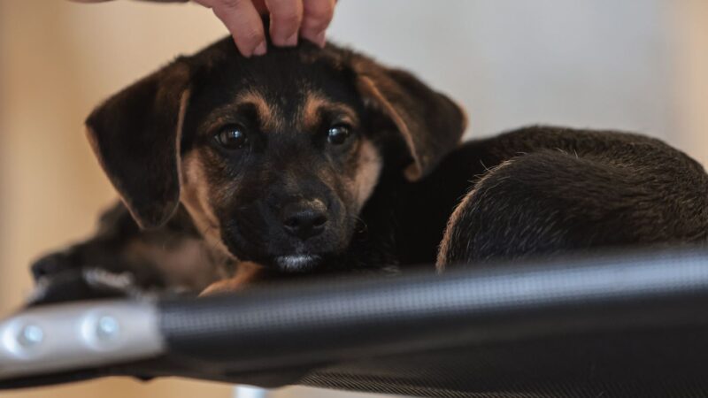 Lei define guarda compartilhada de pets; veja detalhes