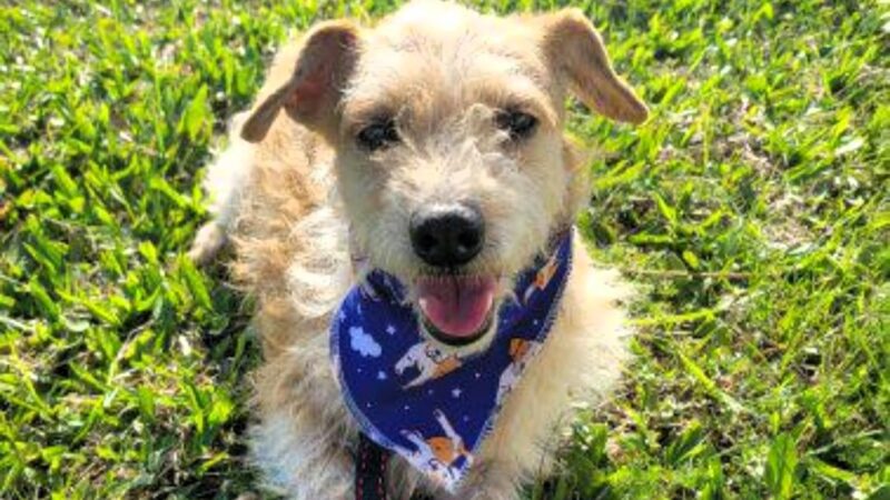 Feira de Adoção de cães e gatos reúne ONGs da região neste sábado