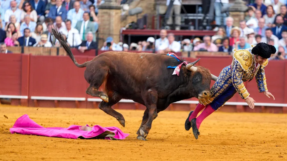 Toureiro famoso é gravemente ferido por touro