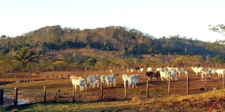 stf-mantem-lei-que-limita-compra-de-terras-por-empresas-estrangeiras