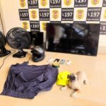 ladrao-que-roubou-cachorro-da-raca-shih-tzu,-veiculo-e-outros-bens-de-familia-e-preso-–-folha-de-dourados-–-noticias-de-dourados-ms-e-regiao