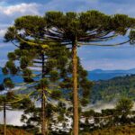 queda-nas-temperaturas-e-chuva-marcam-a-ultima-semana-de-abril-em-santa-catarina-–-sideropolis-noticias