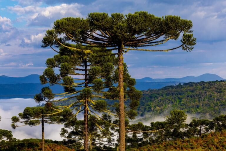 queda-nas-temperaturas-e-chuva-marcam-a-ultima-semana-de-abril-em-santa-catarina-–-sideropolis-noticias