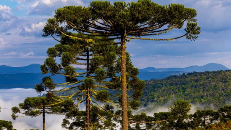 Queda nas temperaturas e chuva marcam a última semana de abril em Santa Catarina