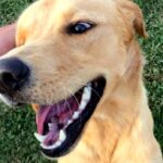 ultimo-dia-para-se-inscrever-no-mutirao-de-castracao-de-caes-e-gatos-em-forquilhinha