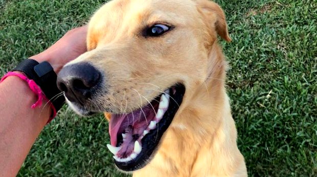 Último dia para se inscrever no mutirão de castração de cães e gatos em Forquilhinha