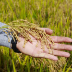 instabilidade-geopolitica-no-estreito-de-ormuz-prejudica-producao-de-arroz-em-forquilhinha