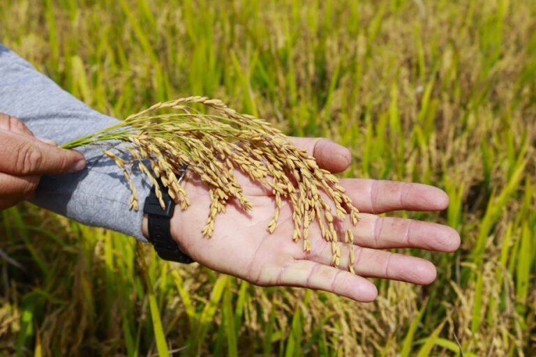 instabilidade-geopolitica-no-estreito-de-ormuz-prejudica-producao-de-arroz-em-forquilhinha