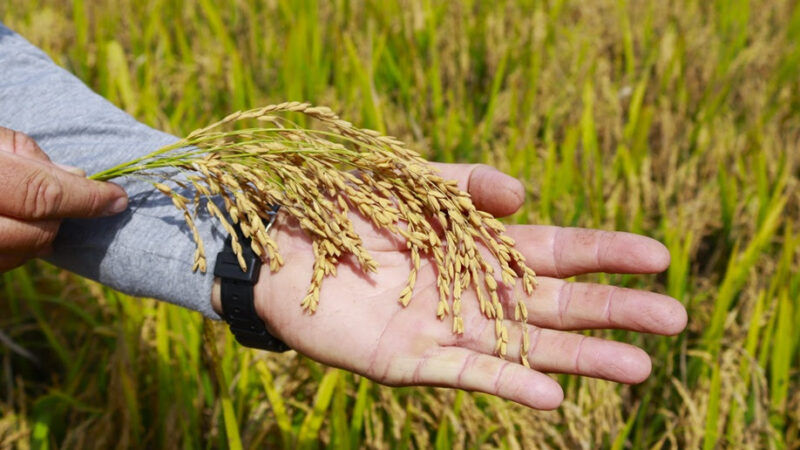 Instabilidade geopolítica no estreito de Ormuz prejudica produção de arroz em Forquilhinha