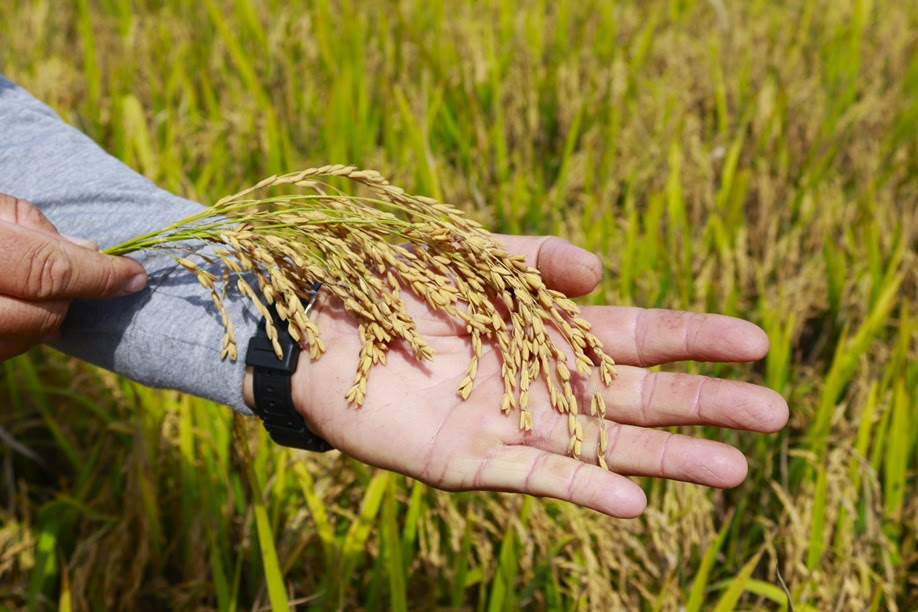 Instabilidade geopolítica no estreito de Ormuz prejudica produção de arroz em Forquilhinha