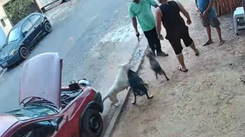 Vereador que atirou contra cães é alvo de processo – Folha de Dourados – Notícias de Dourados-MS e região
