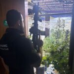 pc-localiza-laboratorio-de-cultivo-de-maconha-e-prende-tres-pessoas-–-folha-de-dourados-–-noticias-de-dourados-ms-e-regiao