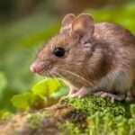 sc-registra-um-unico-caso-de-hantavirus-nao-transmissivel-entre-humanos-em-2026