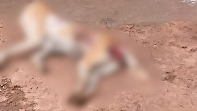 ms:-policia-encontra-cadela-morta-e-prende-suspeito-de-maus-tratos-em-flagrante-–-folha-de-dourados-–-noticias-de-dourados-ms-e-regiao