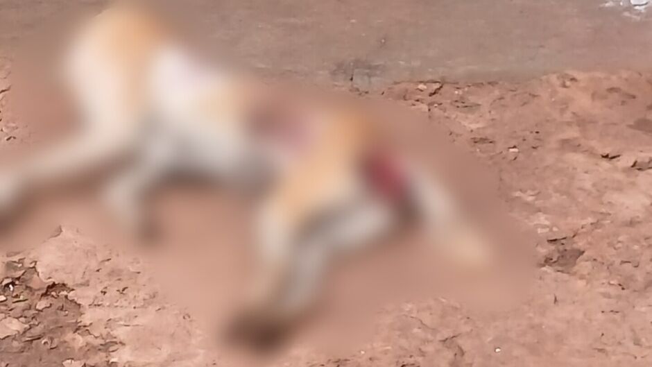 ms:-policia-encontra-cadela-morta-e-prende-suspeito-de-maus-tratos-em-flagrante-–-folha-de-dourados-–-noticias-de-dourados-ms-e-regiao