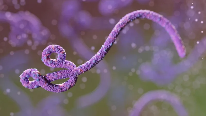 Surto de ebola na África: entenda como a doença é transmitida