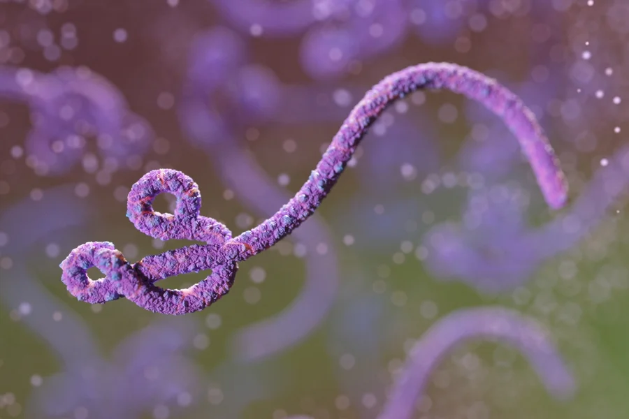Surto de ebola na África: entenda como a doença é transmitida