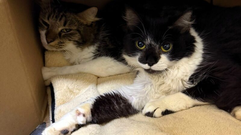 Após resgate emergencial de 28 gatos, ONG Quero Adotar realiza feira de adoção neste sábado