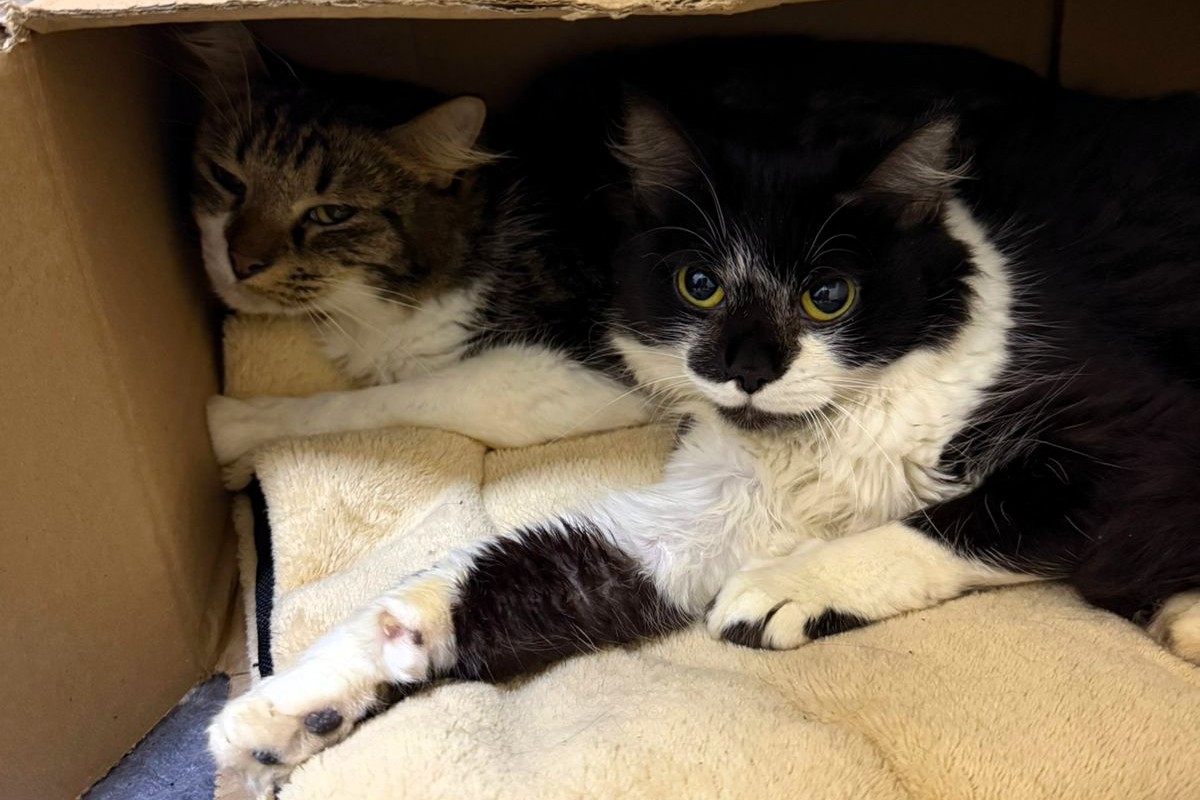 Após resgate emergencial de 28 gatos, ONG Quero Adotar realiza feira de adoção neste sábado