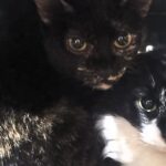 ong-quero-adotar-realiza-resgate-emergencial-de-18-gatos-apos-familia-ser-despejada-e-pede-apoio-da-comunidade