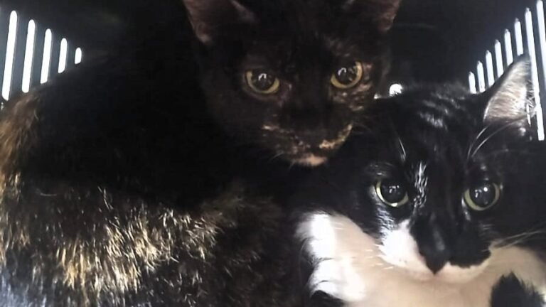 ong-quero-adotar-realiza-resgate-emergencial-de-18-gatos-apos-familia-ser-despejada-e-pede-apoio-da-comunidade