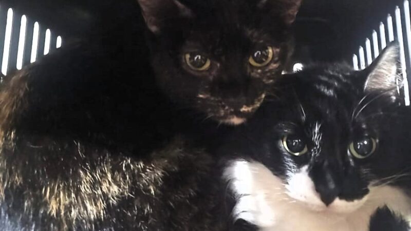 ONG Quero Adotar realiza resgate emergencial de 18 gatos após família ser despejada e pede apoio da comunidade