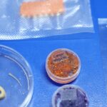 embrapa-produz-em-laboratorio-salmao,-caviar-e-aneis-de-lula-veganos