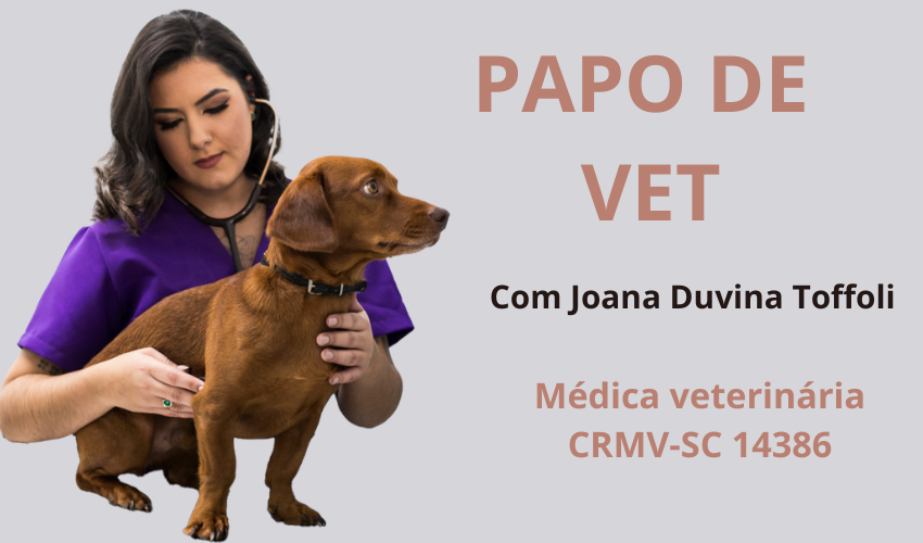 Obesidade em cães e gatos: quando o excesso de peso deixa de ser apenas estética – Siderópolis Notícias