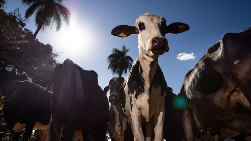 União Europeia oficializa veto à carne brasileira a partir de setembro