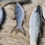 pesca-de-tainha-na-modalidade-arrasto-de-praia-esta-suspensa