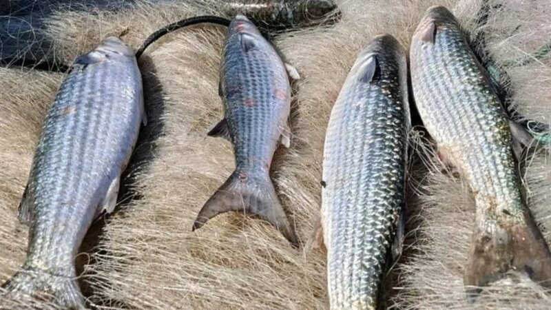 Pesca de tainha na modalidade arrasto de praia está suspensa