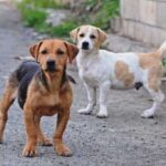 forquilhinha-abre-inscricoes-para-mutirao-de-castracao-de-caes-e-gatos-de-familias-de-baixa-renda