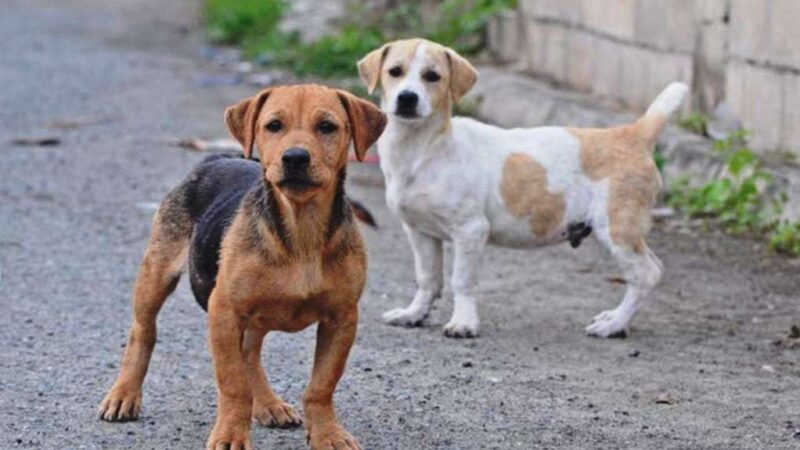 Forquilhinha abre inscrições para mutirão de castração de cães e gatos de famílias de baixa renda