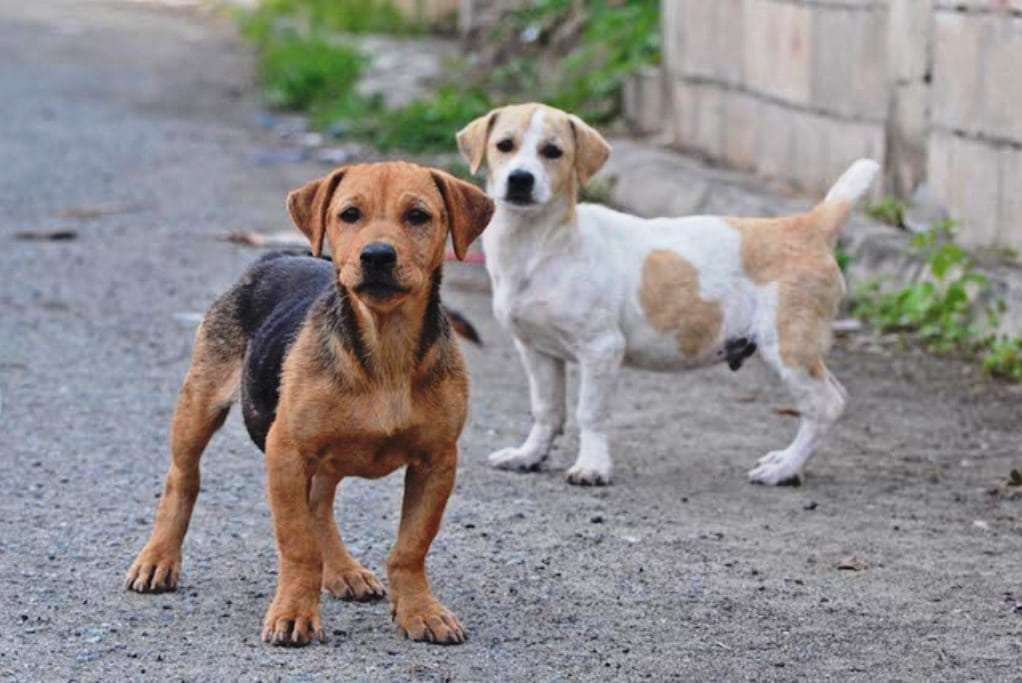 Forquilhinha abre inscrições para mutirão de castração de cães e gatos de famílias de baixa renda